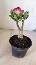 ENXERTO 12267 – 20cm (cor LM 149) - Imagem 5