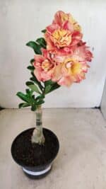 ENXERTO 12268 – 25cm (cor LM 582) - Imagem 2