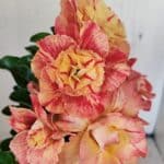 ENXERTO 12268 – 25cm (cor LM 582)