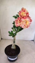 ENXERTO 12268 – 25cm (cor LM 582) - Imagem 7