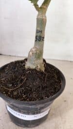 ENXERTO 12268 – 25cm (cor LM 582) - Imagem 6