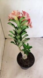 ENXERTO 12268 – 25cm (cor LM 582) - Imagem 5