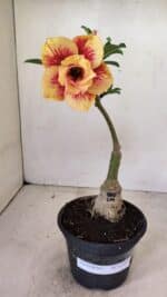 ENXERTO 12269 – 25cm (cor LM 860) - Imagem 2