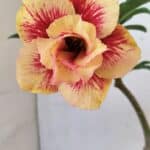 ENXERTO 12269 – 25cm (cor LM 860)