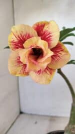 ENXERTO 12269 – 25cm (cor LM 860)