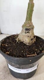 ENXERTO 12269 – 25cm (cor LM 860) - Imagem 6