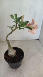 ENXERTO 12269 – 25cm (cor LM 860) - Imagem 5