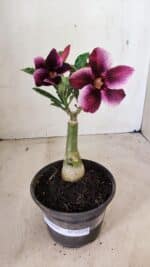 ENXERTO 12270 – 20cm (cor LM 499) - Imagem 2