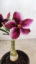 ENXERTO 12270 – 20cm (cor LM 499) - Imagem 3