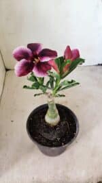 ENXERTO 12270 – 20cm (cor LM 499) - Imagem 6