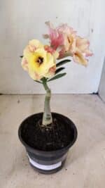 ENXERTO 12271 – 20cm (cor LM 618) - Imagem 2