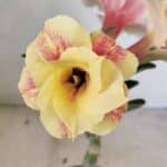 ENXERTO 12271 – 20cm (cor LM 618)