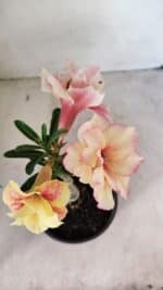 ENXERTO 12271 – 20cm (cor LM 618) - Imagem 4