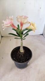 ENXERTO 12271 – 20cm (cor LM 618) - Imagem 5