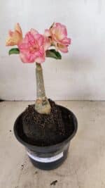 ENXERTO 12272 – 20cm (cor LM 1013) - Imagem 2