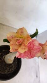 ENXERTO 12272 – 20cm (cor LM 1013) - Imagem 3