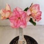 ENXERTO 12272 – 20cm (cor LM 1013)