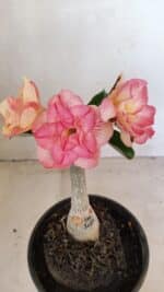 ENXERTO 12272 – 20cm (cor LM 1013)