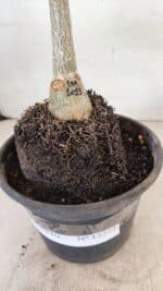 ENXERTO 12272 – 20cm (cor LM 1013) - Imagem 7