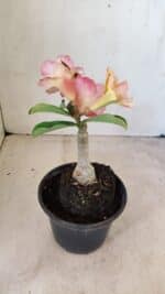 ENXERTO 12272 – 20cm (cor LM 1013) - Imagem 6