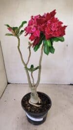 ENXERTO 12274 – 30cm (cor LM 882) - Imagem 2