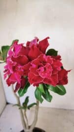 ENXERTO 12274 – 30cm (cor LM 882)