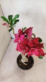 ENXERTO 12274 – 30cm (cor LM 882) - Imagem 4