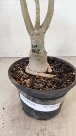 ENXERTO 12274 – 30cm (cor LM 882) - Imagem 6