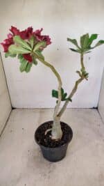 ENXERTO 12274 – 30cm (cor LM 882) - Imagem 5