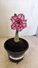 ENXERTO 12275 – 20cm (cor LM 149)