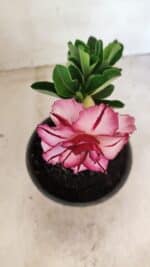 ENXERTO 12275 – 20cm (cor LM 149) - Imagem 3