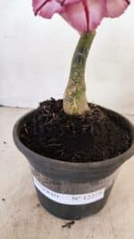 ENXERTO 12275 – 20cm (cor LM 149) - Imagem 6