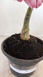 ENXERTO 12275 – 20cm (cor LM 149) - Imagem 5