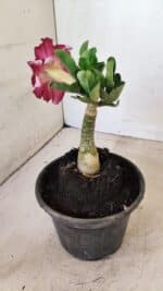 ENXERTO 12275 – 20cm (cor LM 149) - Imagem 4