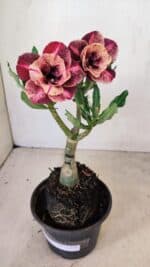 ENXERTO 12276 – 20cm (cor LM 889) - Imagem 2