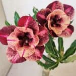 ENXERTO 12276 – 20cm (cor LM 889)