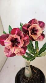 ENXERTO 12276 – 20cm (cor LM 889)