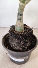 ENXERTO 12276 – 20cm (cor LM 889) - Imagem 6