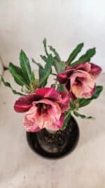 ENXERTO 12276 – 20cm (cor LM 889) - Imagem 4