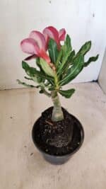 ENXERTO 12276 – 20cm (cor LM 889) - Imagem 5