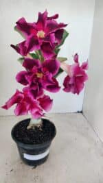 ENXERTO 12277 – 20cm (cor LM 988) - Imagem 2