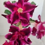 ENXERTO 12277 – 20cm (cor LM 988)