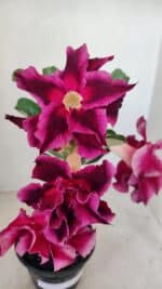 ENXERTO 12277 – 20cm (cor LM 988)