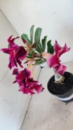 ENXERTO 12277 – 20cm (cor LM 988) - Imagem 7