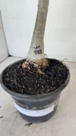 ENXERTO 12277 – 20cm (cor LM 988) - Imagem 6