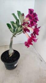 ENXERTO 12277 – 20cm (cor LM 988) - Imagem 5