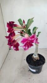 ENXERTO 12277 – 20cm (cor LM 988) - Imagem 4