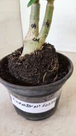 ENXERTO 12278 – 20cm (cor LM 04) - Imagem 5