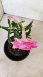 ENXERTO 12278 – 20cm (cor LM 04) - Imagem 3