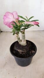 ENXERTO 12278 – 20cm (cor LM 04) - Imagem 4